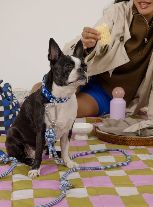 the paper bunny pets & picnic the pet collar and multi-way leash in action